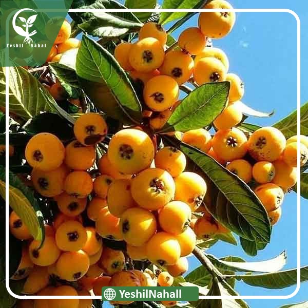 نهال ازگیل جنگلی